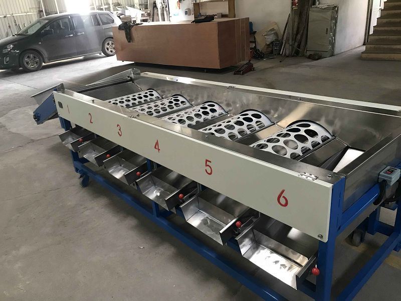 lemon sorter machine