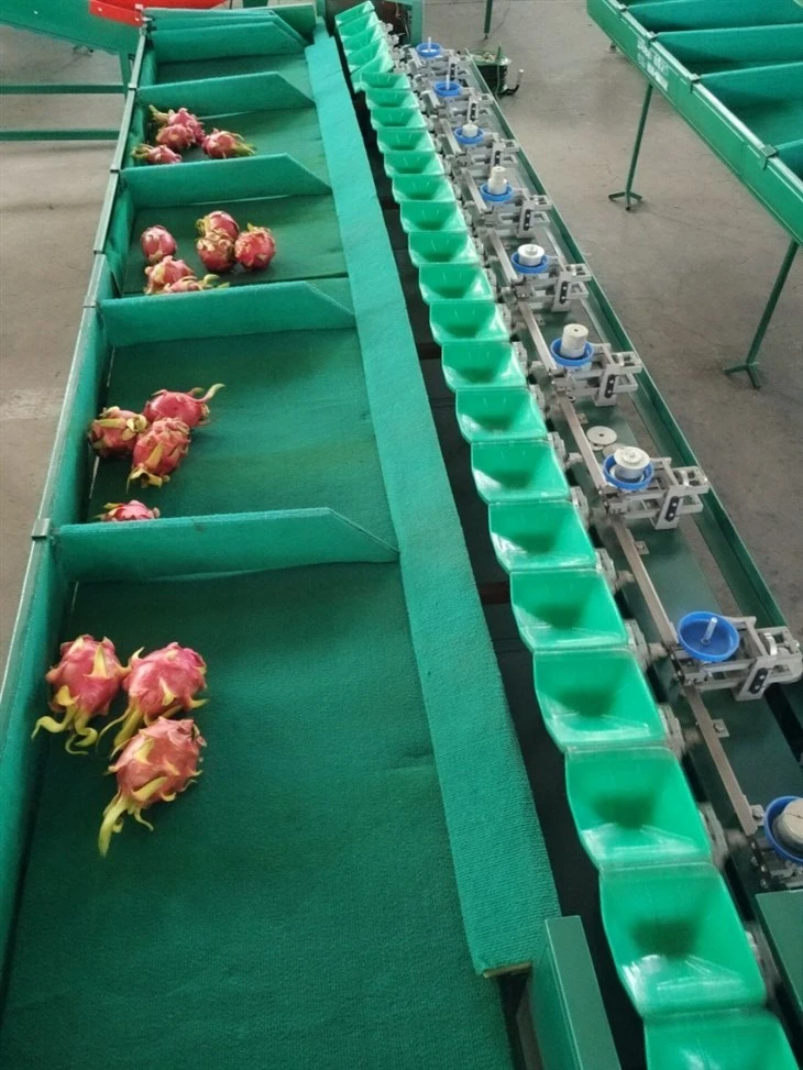 Double Line Avocado Fruit Weight Sorting Machine